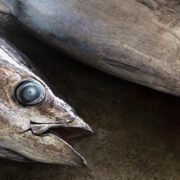 Fishery Processing Industry Case Study.